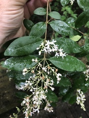 Ligustrum sinense