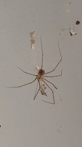 Short-bodied Cellar Spider