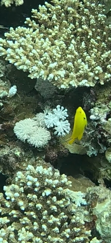 Pomacentrus sulfureus observed 2026-10-14