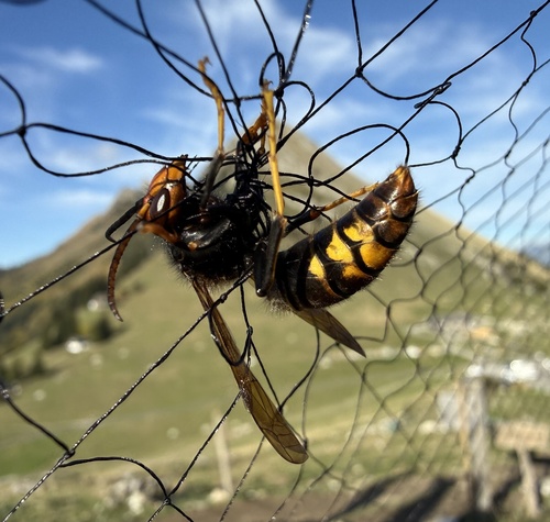 Vespa velutina nigrithorax