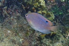 Pomacentrus baenschi