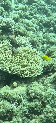 Pomacentrus sulfureus observed 2026-10-14