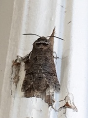 Prionoxystus macmurtrei