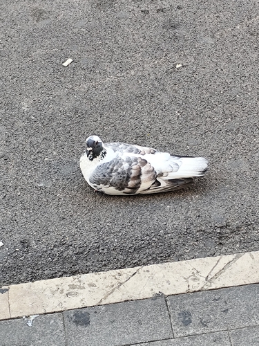 Feral Pigeon