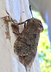 Prionoxystus macmurtrei