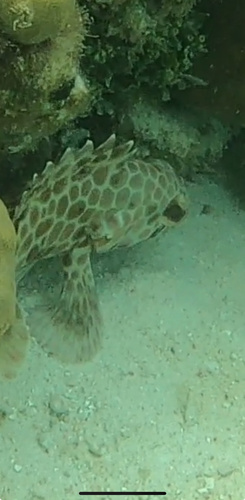 Epinephelus quoyanus observed 2026-10-14