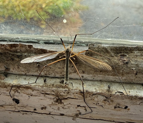 European Crane Fly