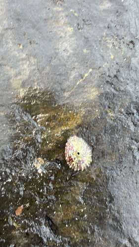 Fissurella barbadensis observed 2026-10-14