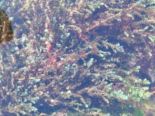 Ericaria selaginoides observed 2026-10-14