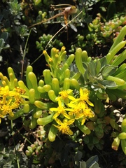 Senecio sarcoides