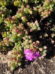 Oscularia steenbergensis