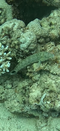 Parapercis hexophtalma observed 2026-10-14