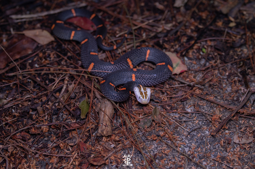 Fea's Viper