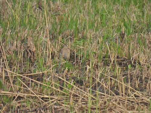 Common Snipe