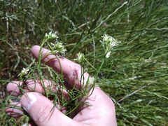 Erysimum leucanthemum