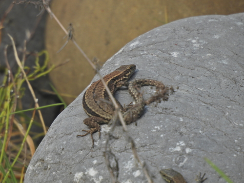 Common Wall Lizard