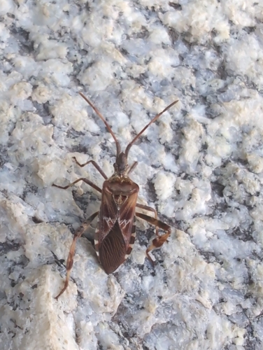 Western Conifer Seed Bug