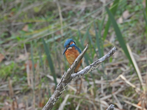 Common Kingfisher