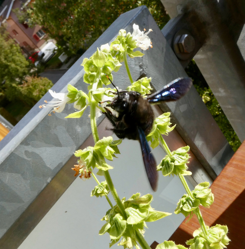 Violet Carpenter Bee