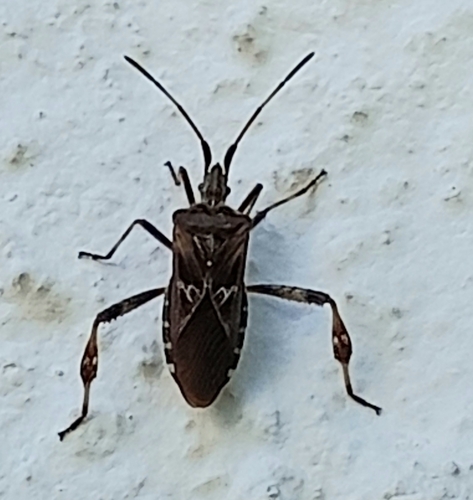 Western Conifer Seed Bug