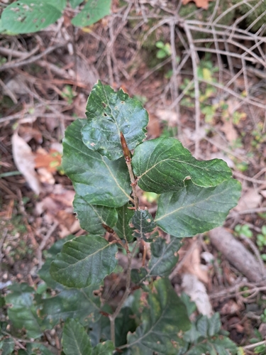 European beech