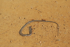 Psammophis notostictus
