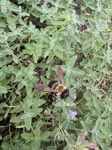 Eastern Carpenter Bee