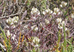 Chloropyron maritimum maritimum