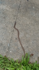 Haldea striatula