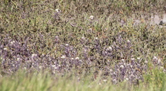 Chloropyron maritimum maritimum