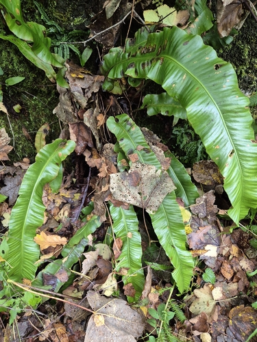 Hart's-tongue fern