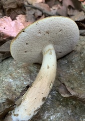 Tylopilus indecisus