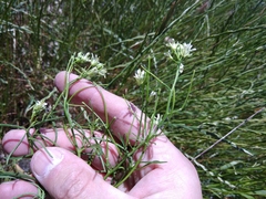 Erysimum leucanthemum