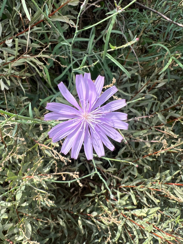 Lactuca tenerrima