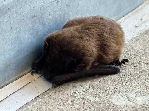 Evening Bat observed by nabiscosnacks