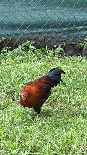 Domestic Chicken
