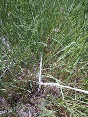 Erysimum leucanthemum