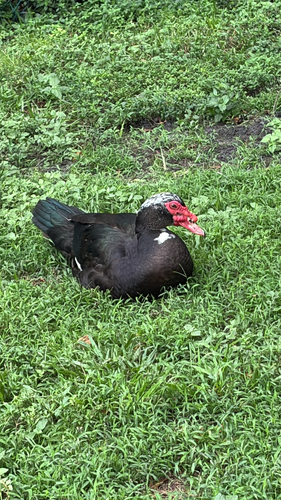 Domestic Muscovy Duck