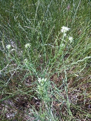 Erysimum leucanthemum