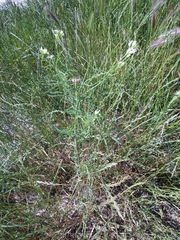 Erysimum leucanthemum
