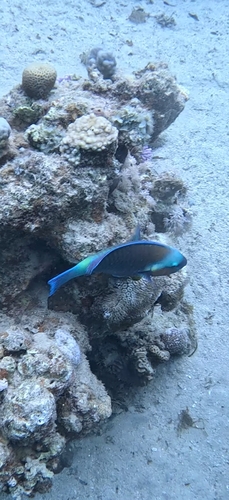 Chlorurus sordidus observed 2026-10-14