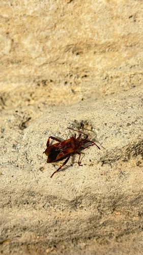 Western Conifer Seed Bug