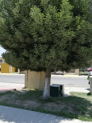 Magnoliopsida