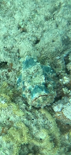 Scorpaenopsis diabolus observed 2026-10-14