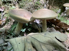 Tylopilus indecisus
