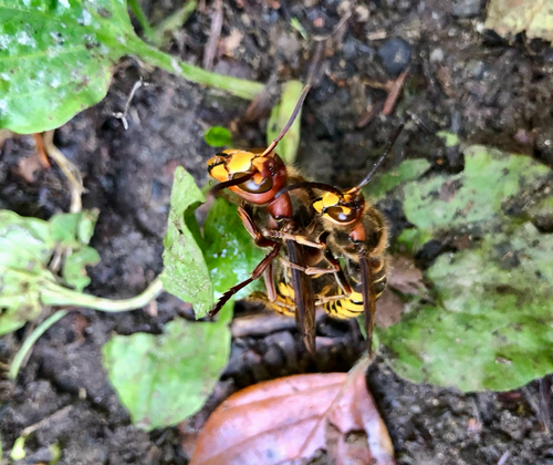 European Hornet