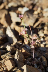 Eriogonum covilleanum