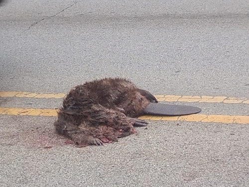 American Beaver