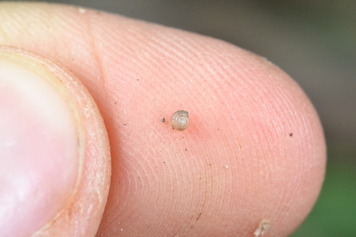 Punctum pygmaeum, 2026-10-11