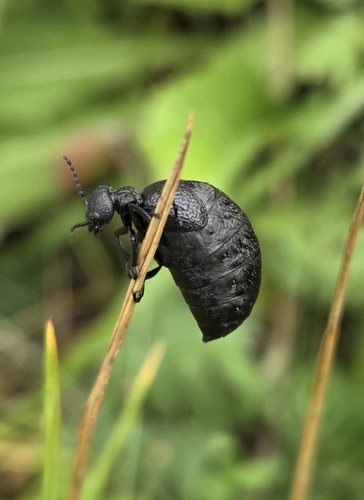 rugged oil beetle
